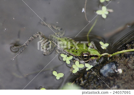 Tonosawa frog Tonosawa frog 24037091