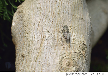 Tsukutsukubi 24037106