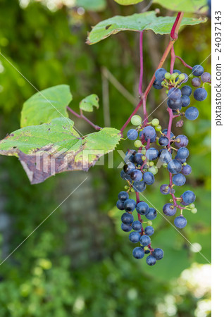 Yambo粥 Yambo粥 24037143