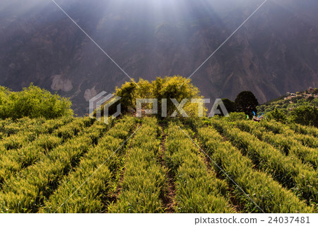 Barley on sunshine day at Danba Village, China 24037481