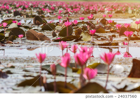 A vast lake full of water lilies 24037560