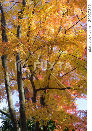 秋葉的Kanazawa·Kenrokuen 秋葉的Kanazawa·Kenrokuen 24037846