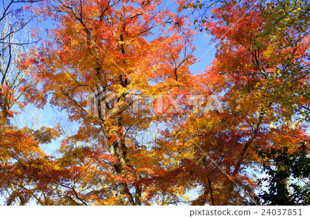 Kanazawa · Kenrokuen of autumn leaves 24037851