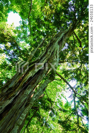 紫杉樹的老樹 24038133