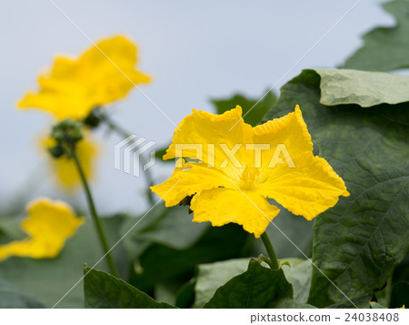 絲瓜花 24038408