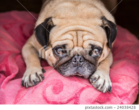 Cute Pug dog with a sad, fat face, sleep on pink  24038428