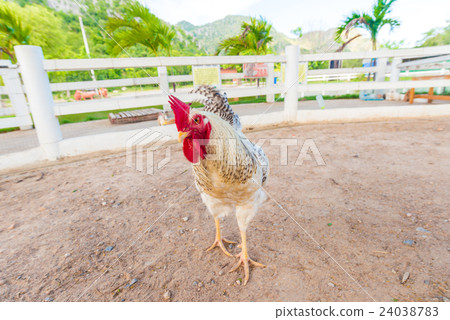 Colorful giant rooster on green nature Colorful giant rooster on green nature 24038783