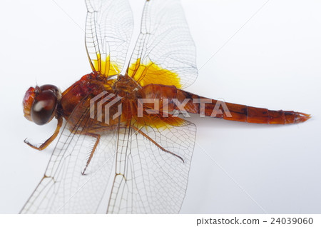 蜻蜓蜻蜓（竹蜻蜓）身體側鳥瞰 24039060