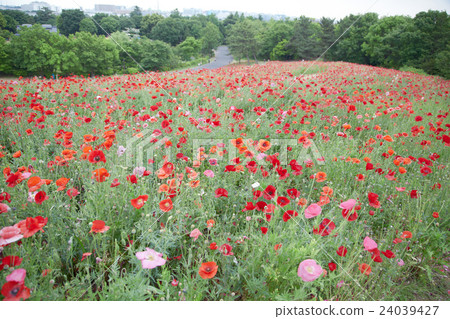 poppy / poppy poppy / poppy 24039427