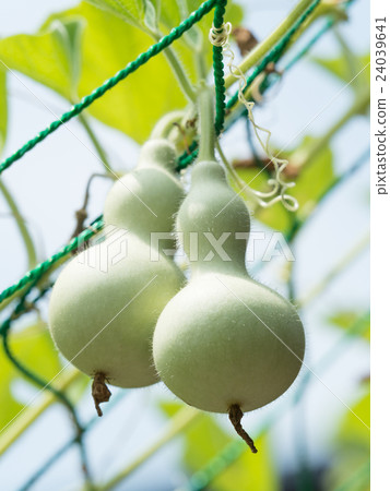 葫蘆 24039641