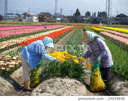 Tulip's floral 24039646