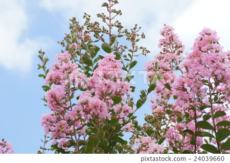 Crape myrtle flower 24039660
