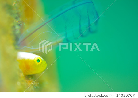 Nakamoto Irowake goby 24039707