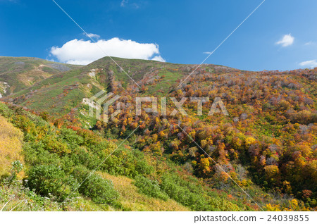Tsukiyama of autumn leaves Tsukiyama of autumn leaves 24039855