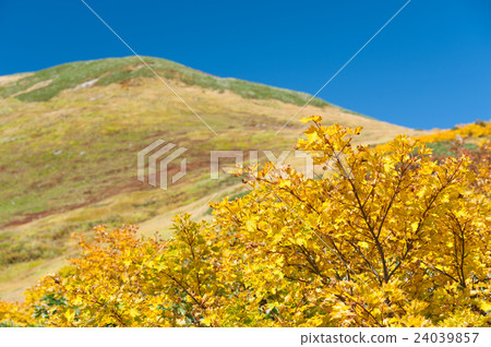 Tsukiyama of autumn leaves Tsukiyama of autumn leaves 24039857