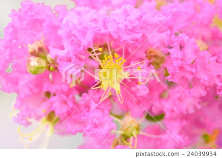 Flower of crape mybs Flower of crape mybs 24039934