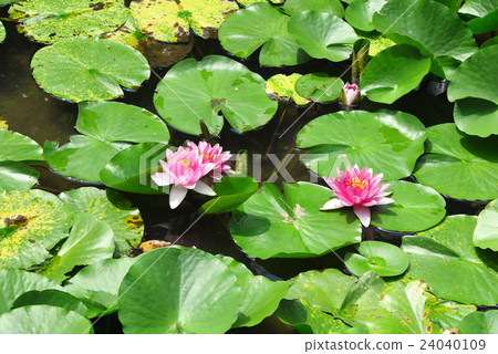 Fisheries Pond "Flower Flowers" Hiking Path: Osaka Prefecture, Citizen's Forest Fisheries Pond "Flower Flowers" Hiking Path: Osaka Prefecture, Citizen's Forest 24040109