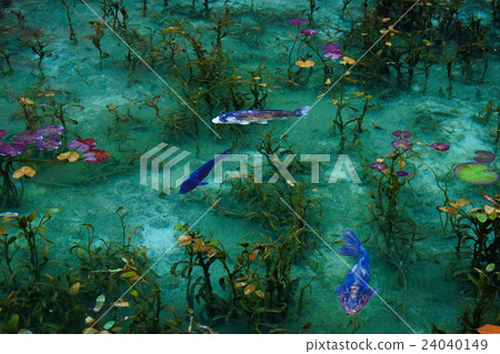 Pond of monet 24040149