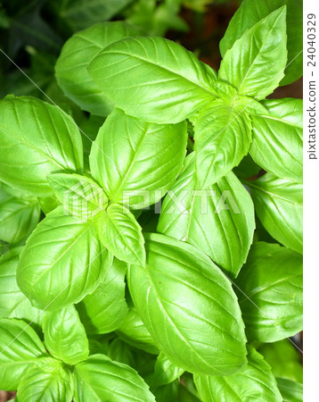 basil   24040329