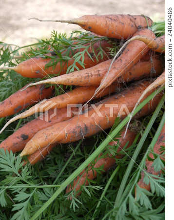 Ginseng 24040486