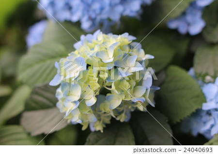 繡球花繡球花束 繡球花繡球花束 24040693