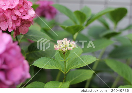 A hydrangea bloom begins to bloom A hydrangea bloom begins to bloom 24040786