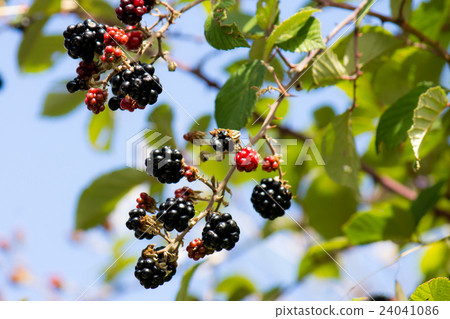 Blackberry 24041086