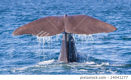 Tail of a Sperm Whale diving 24041277