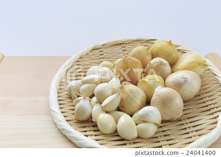 Spice garlic jambo garlic and Hirado Spice garlic jambo garlic and Hirado 24041400