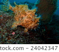 rog魚 24042347