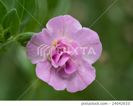 可愛的十二個porchuraka 可愛的十二個porchuraka 24042610