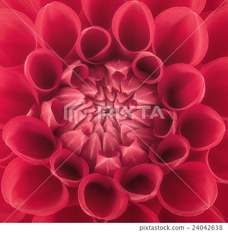 Red flower petals, macro of chrysanthemum Red flower petals, macro of chrysanthemum 24042638