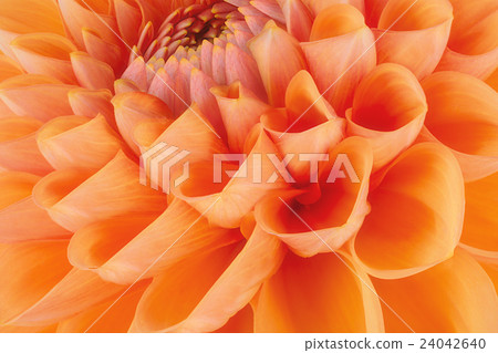 Orange flower petals, macro of chrysanthemum 24042640
