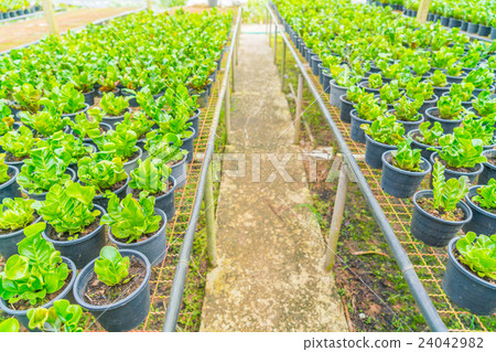 Green Asplenium in garden . 24042982