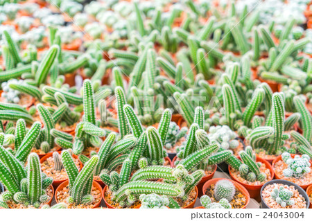 Beautiful small cactus field . 24043004