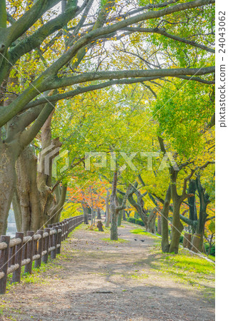 Way in forest . Way in forest . 24043062