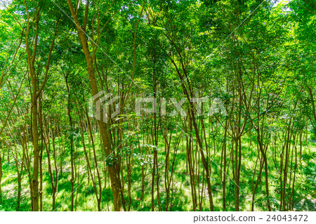 Para rubber tree . Para rubber tree . 24043472