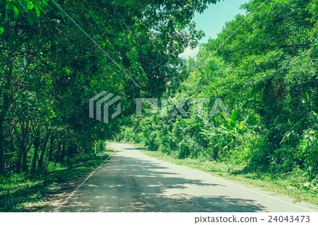 Way in forest . ( Filtered image processed vintage effect. ) 24043473