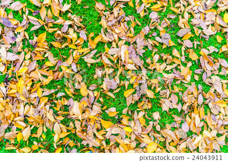 Red Yellow autumn maple leaves on fresh spring green grass Red Yellow autumn maple leaves on fresh spring green grass 24043911