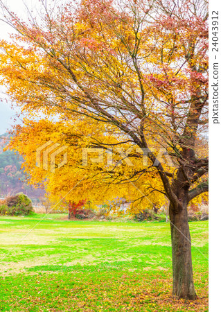 Beautiful Colorful Autumn Leaves Beautiful Colorful Autumn Leaves 24043912