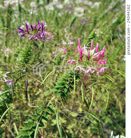 奶油之花（開花草藥） 24044162