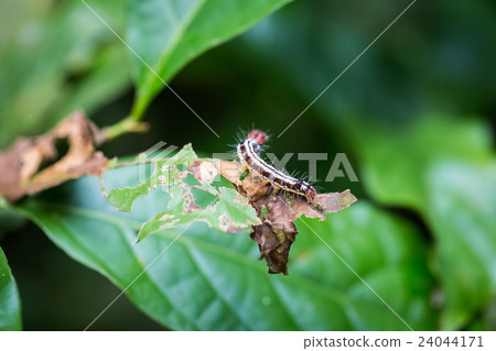 colorful caterpillar on leaf colorful caterpillar on leaf 24044171