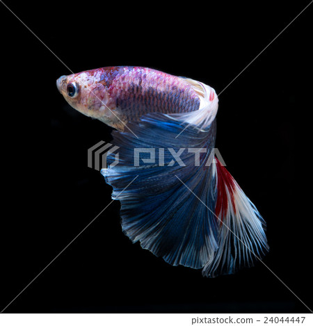 Betta fish.  24044447