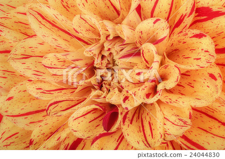 Yellow flower petals, macro of chrysanthemum Yellow flower petals, macro of chrysanthemum 24044830