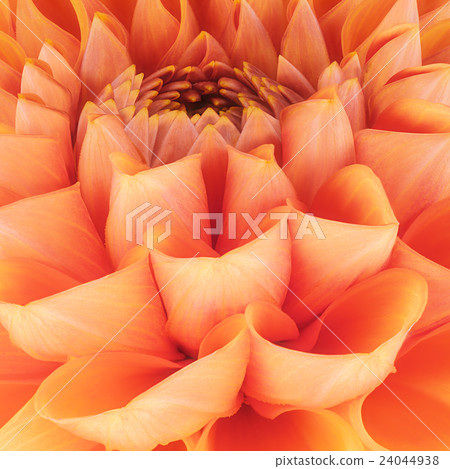 Orange flower petals, macro of chrysanthemum 24044938