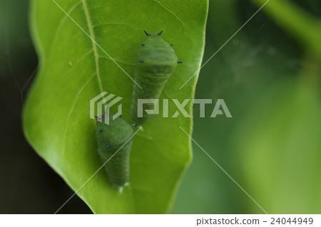 Living things insects Aosujijeha, larvae decrease as they grow bigger. Where will you go? 24044949