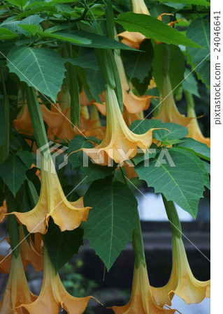 樹木的牽牛花花語“讓你喝醉” 樹木的牽牛花花語“讓你喝醉” 24046641