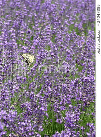 薰衣草 薰衣草 24047889