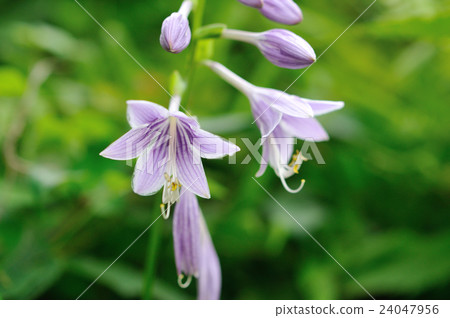 Giboshi.2 Giboshi.2 24047956