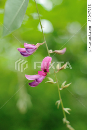 Miyagino Haagi.2 Miyagino Haagi.2 24047958